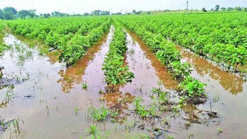 Crops in over 10,000 acres damaged in Medak due to rains