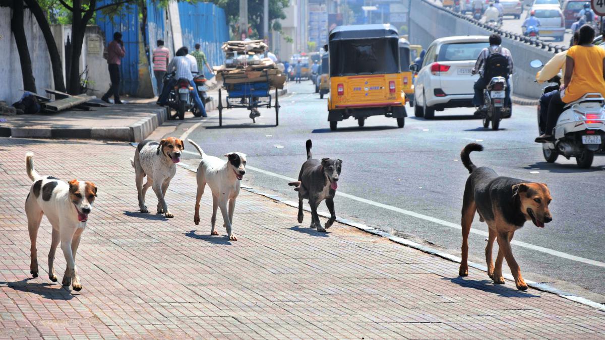 ghmclaunchesstreetdogsafetycampaigninschools