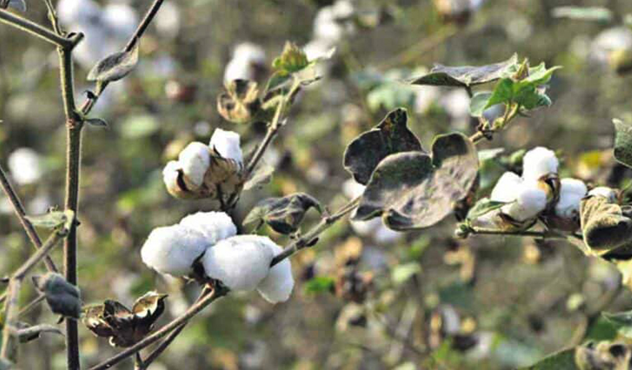 Cotton procurement stalled in erstwhile Karimnagar