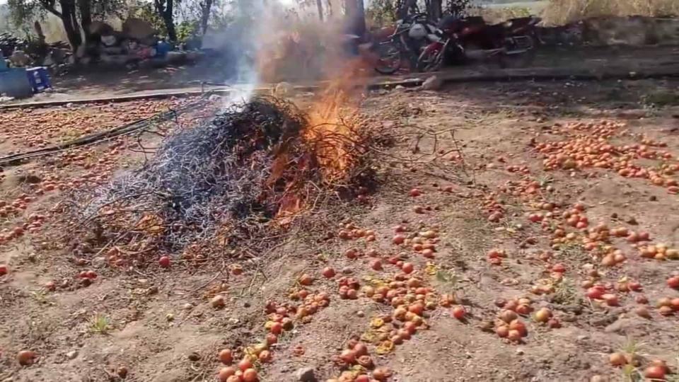 Farmers in Telangana set crop ablaze after tomato prices drop