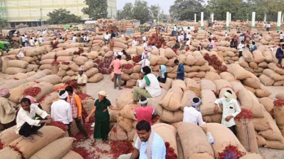 One lakh bags of chilli arrives at Khammam market, farmers at the mercy of traders