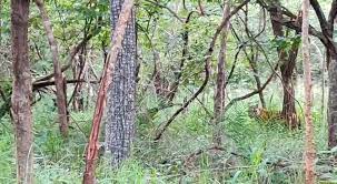 Over one lakh trees to be axed to relocate four villages from Amrabad Tiger Reserve