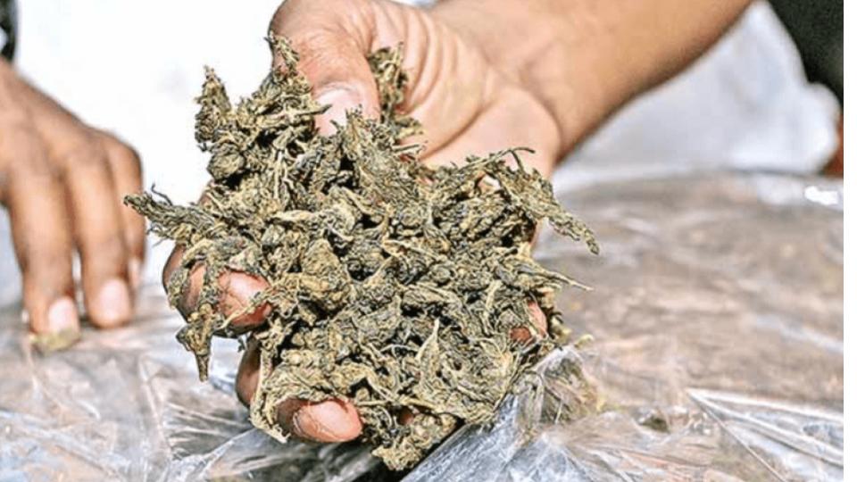 Ganja worth Rs 20.25 lakh seized, three arrested in Bhadrachalam