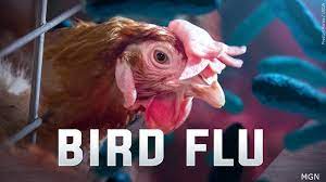 Telangana registers first Birdflu case at Nalgonda poultry farm