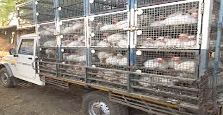 Avian Flu: Telangana denies entry to poultry vehicles from Andhra Pradesh