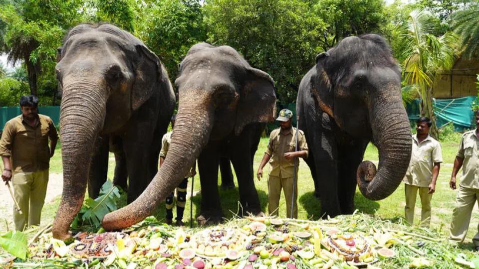 worldelephantdayfourelephantsservedlavishjumbofeastatnehruzoo