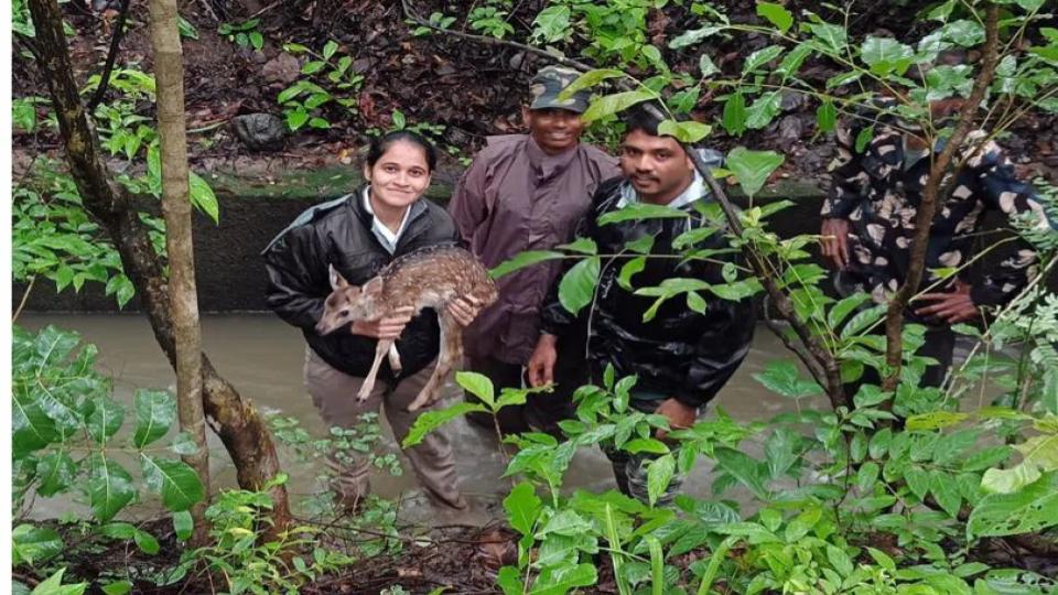 Fawn falls in canal, rescued in Mancherial