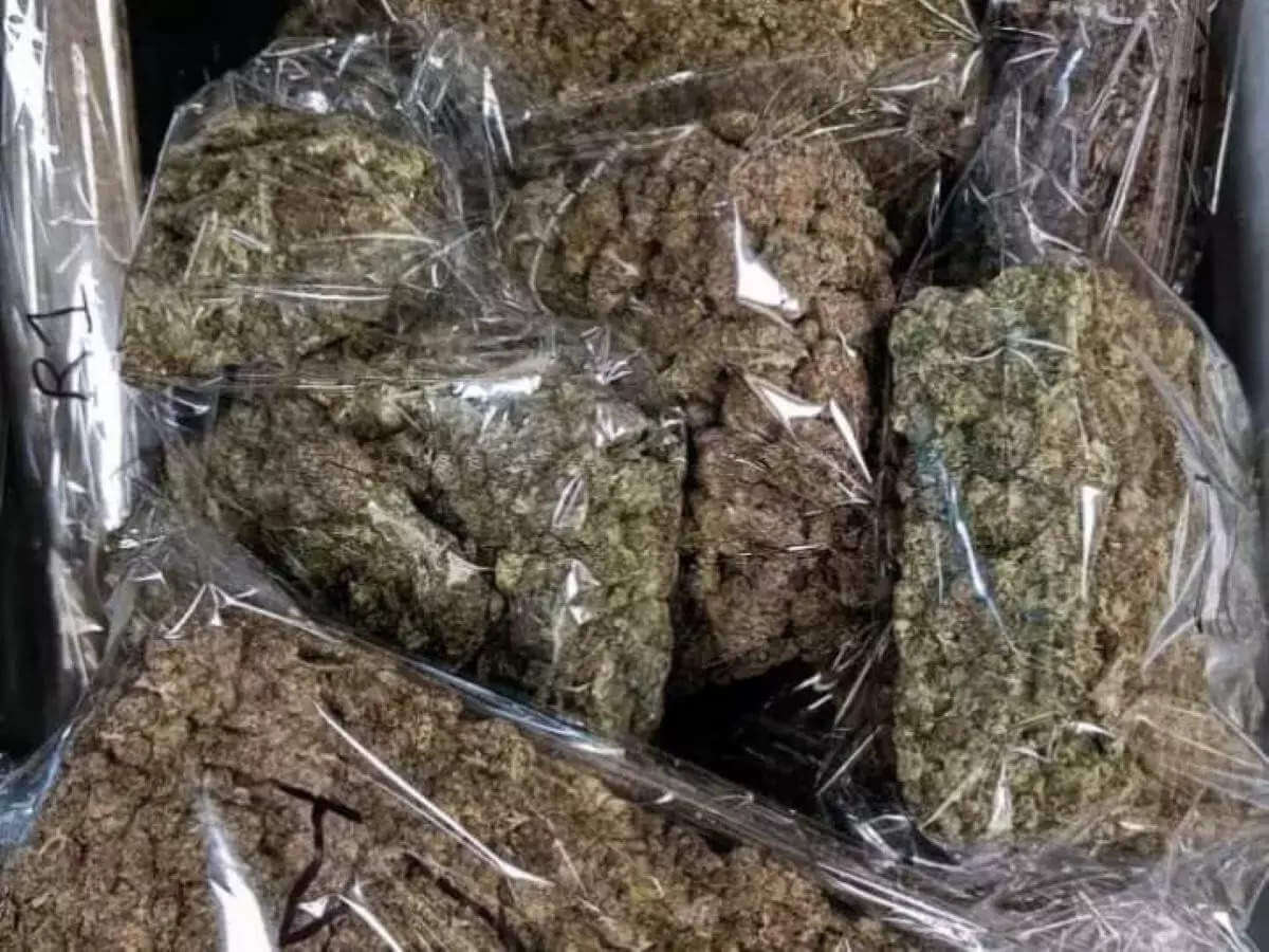 Marijuana worth Rs 7 crore seized at Hyderabad airport