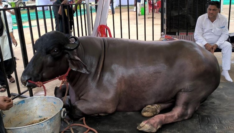 Buffalo Bull ‘Golu -2’ from Haryana will be the star attraction for this year’s Sadar festival