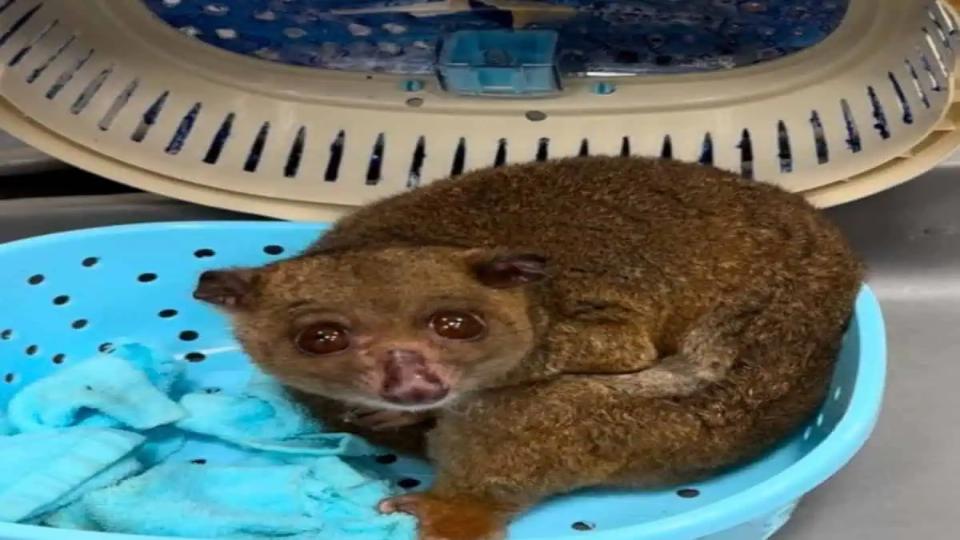 44 exotic animals rescued in separate cases at Hyderabad Airport