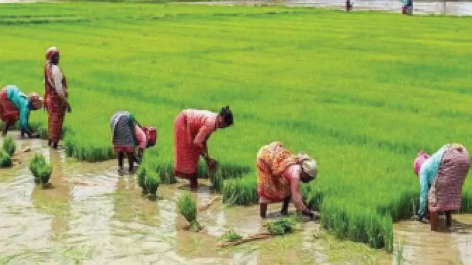 Over 6,000 farmers wait for bonus for fine variety paddy in Mancherial