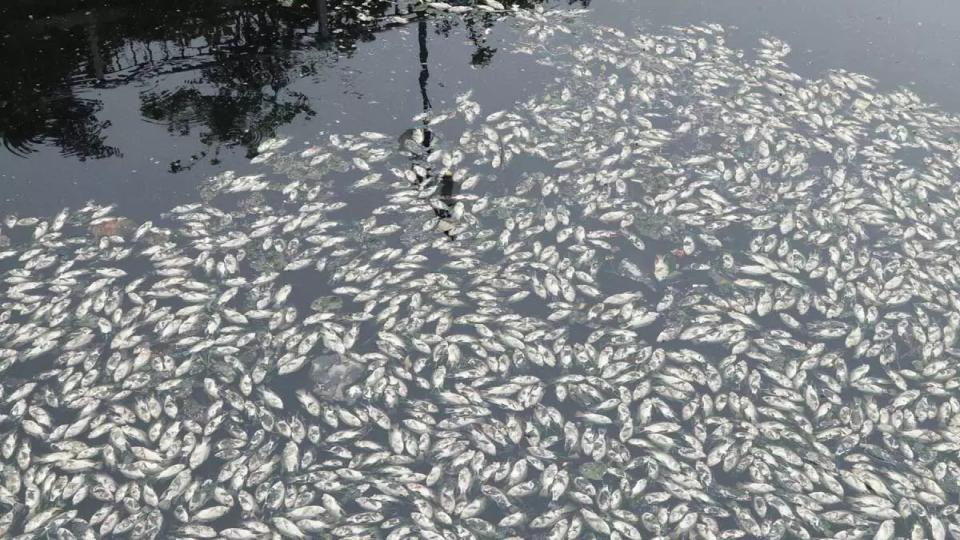 Thousands of dead fish found floating in Hyderabad lake