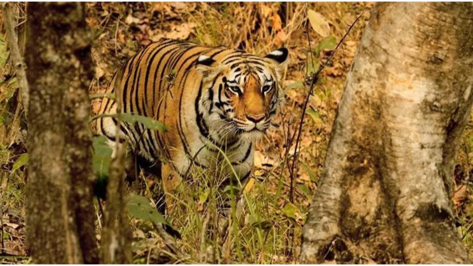 Tiger corridor planned in forests of Kaghaznagar