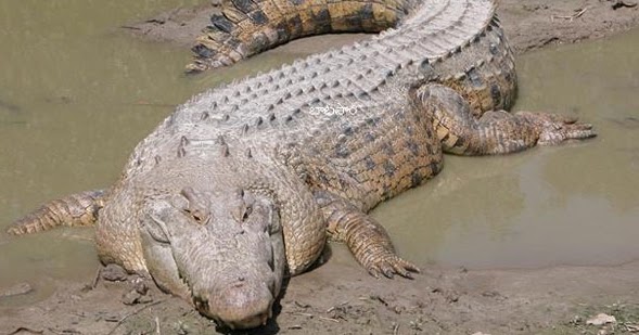 Crocodile spotted in Nizamabad village square, forest department relocates it to safety