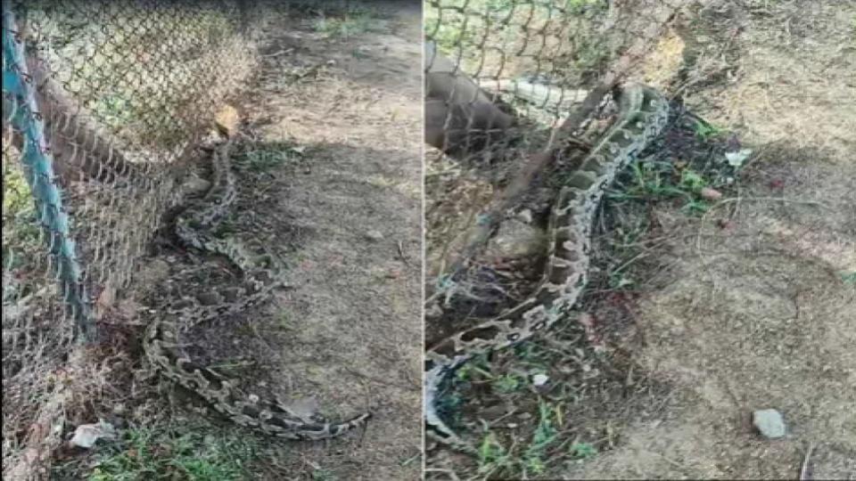 Massive Python spotted in Medak town
