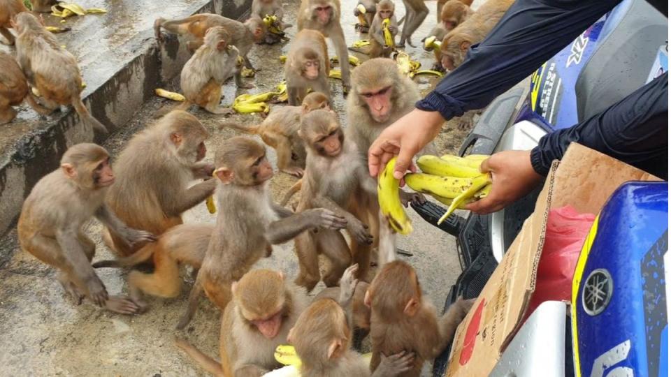 Mancherial Forest officials impose Rs 3,000 fine for feeding monkeys