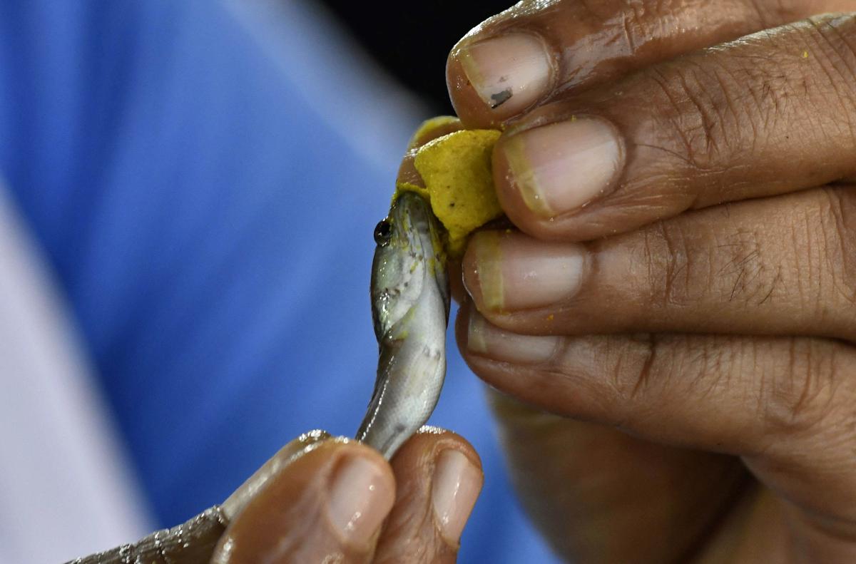 Fish prasadam to be administered from today