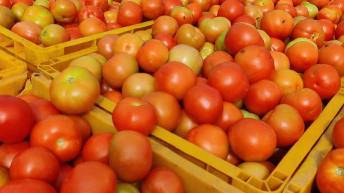 Farmers in major crisis as tomato prices crash in Telangana