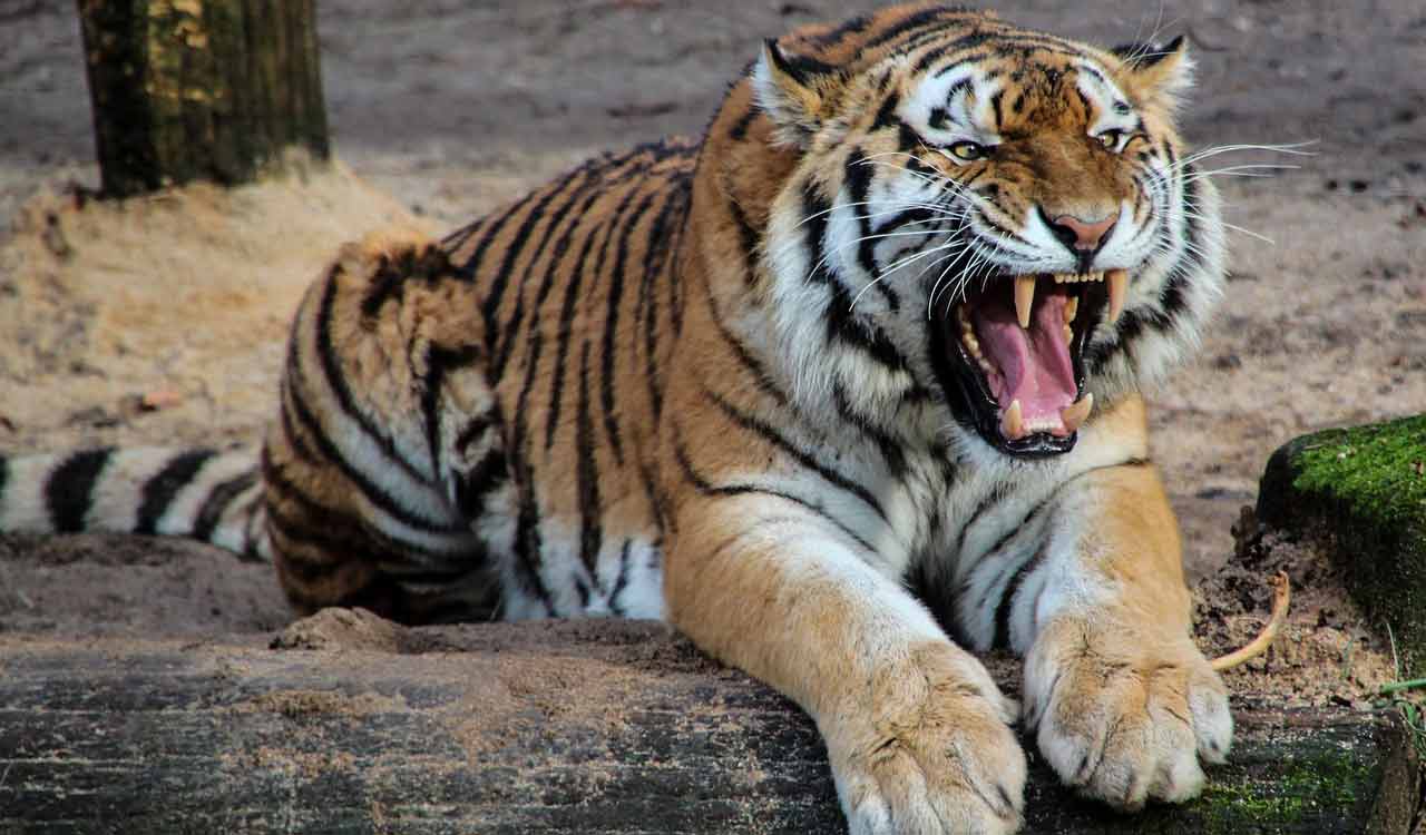 Woman killed by tiger while picking cotton balls in Asifabad