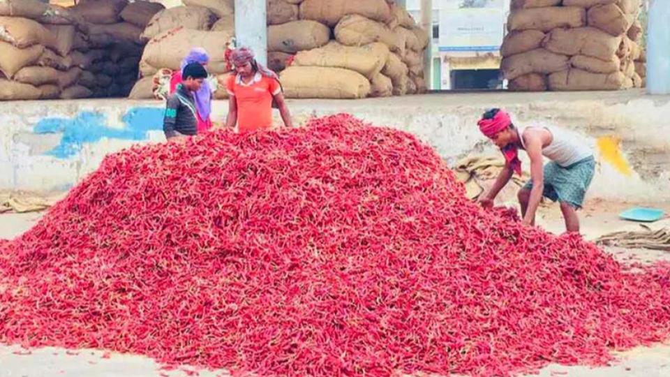 Chilli farmers in Khammam stare at poor harvests as pests infest crop