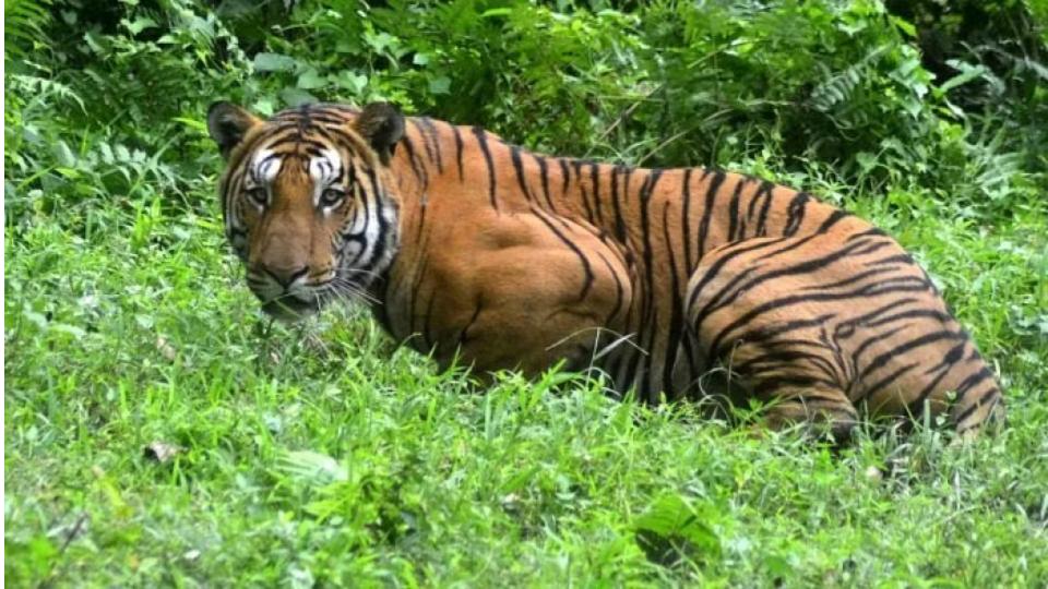 Tiger kills calf, villagers fear for their lives and crops in Asifabad