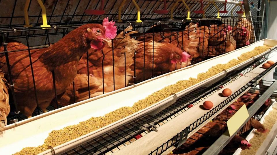 South Asia’s largest three-day ‘Poultry India Expo’ opens in Hyderabad