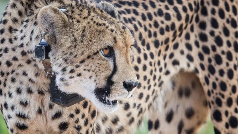 Cheetah released in Kuno National Park spotted on MP streets