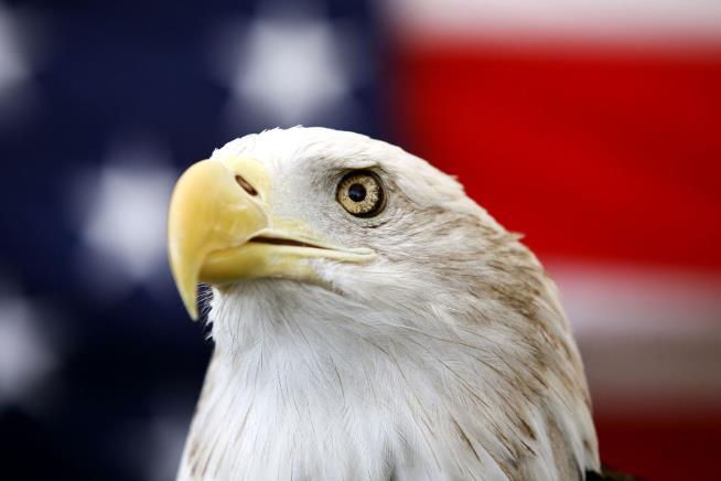 Bald eagle officially designated as the United States National Bird after 240 years