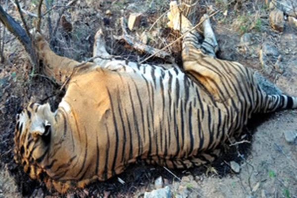 Dozens of Tigers & Other Animals Die in Vietnam Zoos