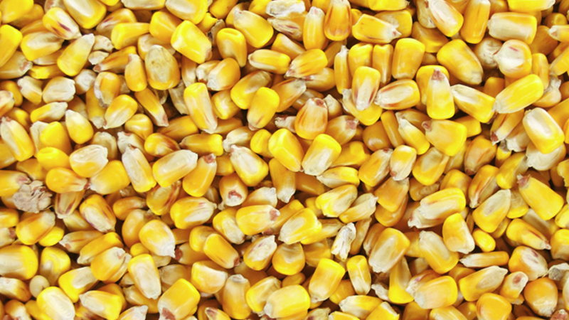 India to provide 2,500 metric tons of maize to Zambia 