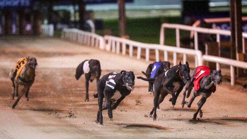 New Zealand plans to ban greyhound racing