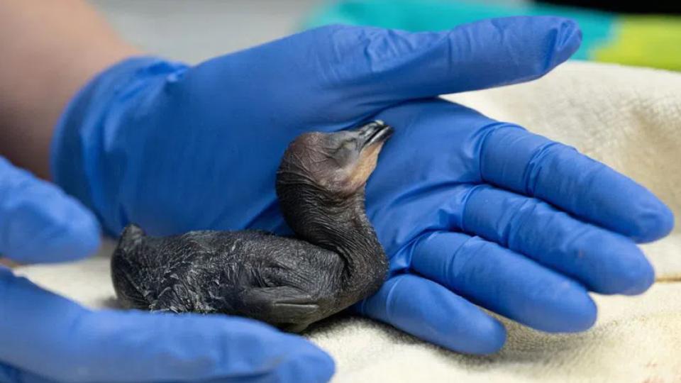 Dozens of chicks rescued from wind-damaged eucalyptus tree in California