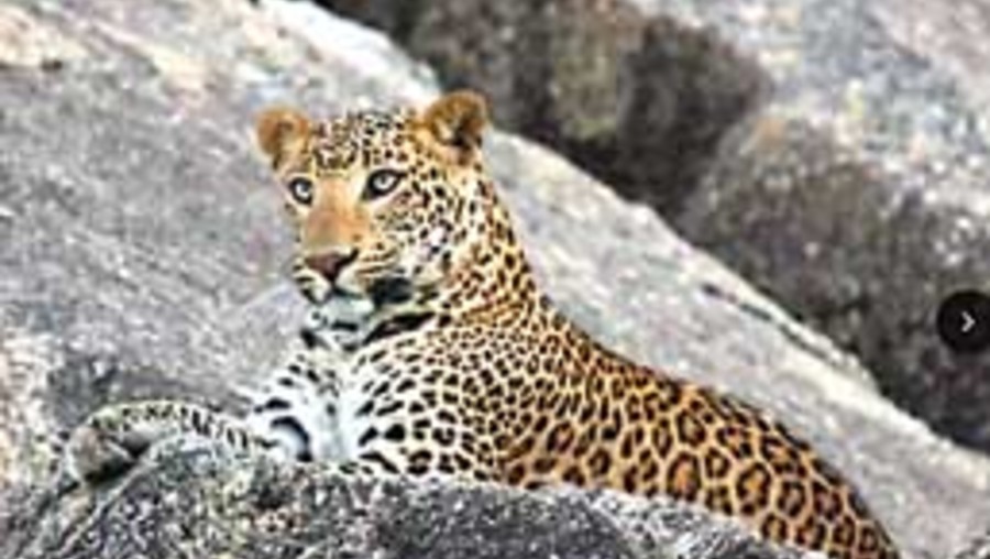 Leopard terrifies Udaipur villages, kills 7 within fortnight