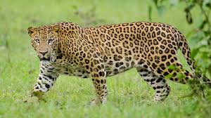 7-year-old girl killed in leopard attack in Gujarat