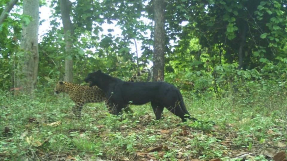 rareblackpanthersightedatachanakmartigerreserveinchhattisgarh