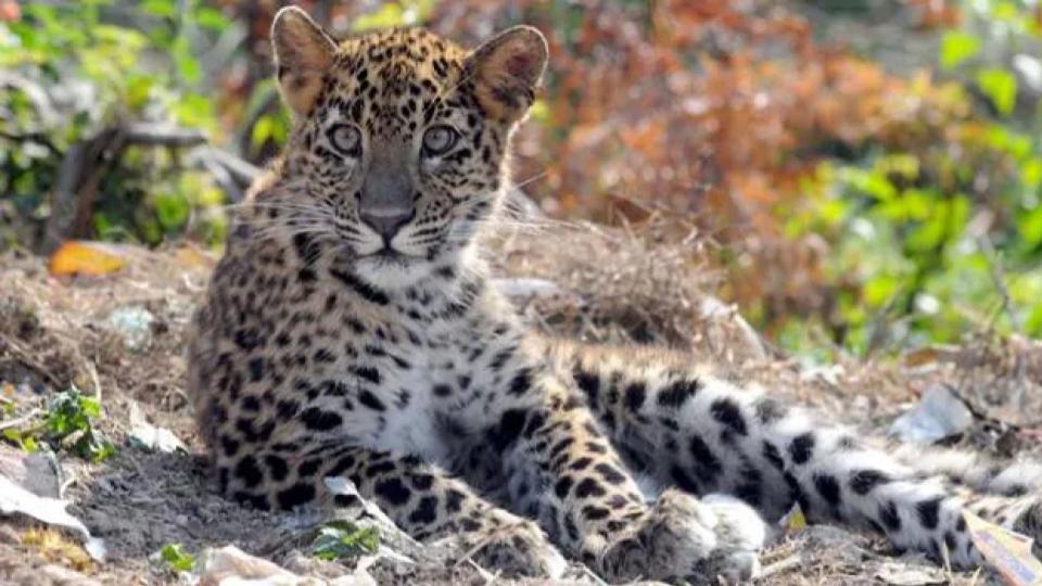 Girl mauled to death by leopard in Udaipur