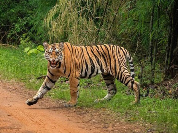 Female tiger found dead in Tamil Nadu’s Nilgiris