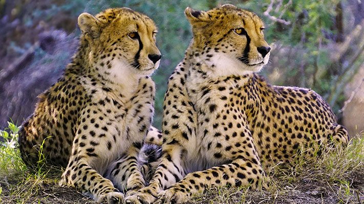 Five more cheetahs to roam in wilderness of KNP today