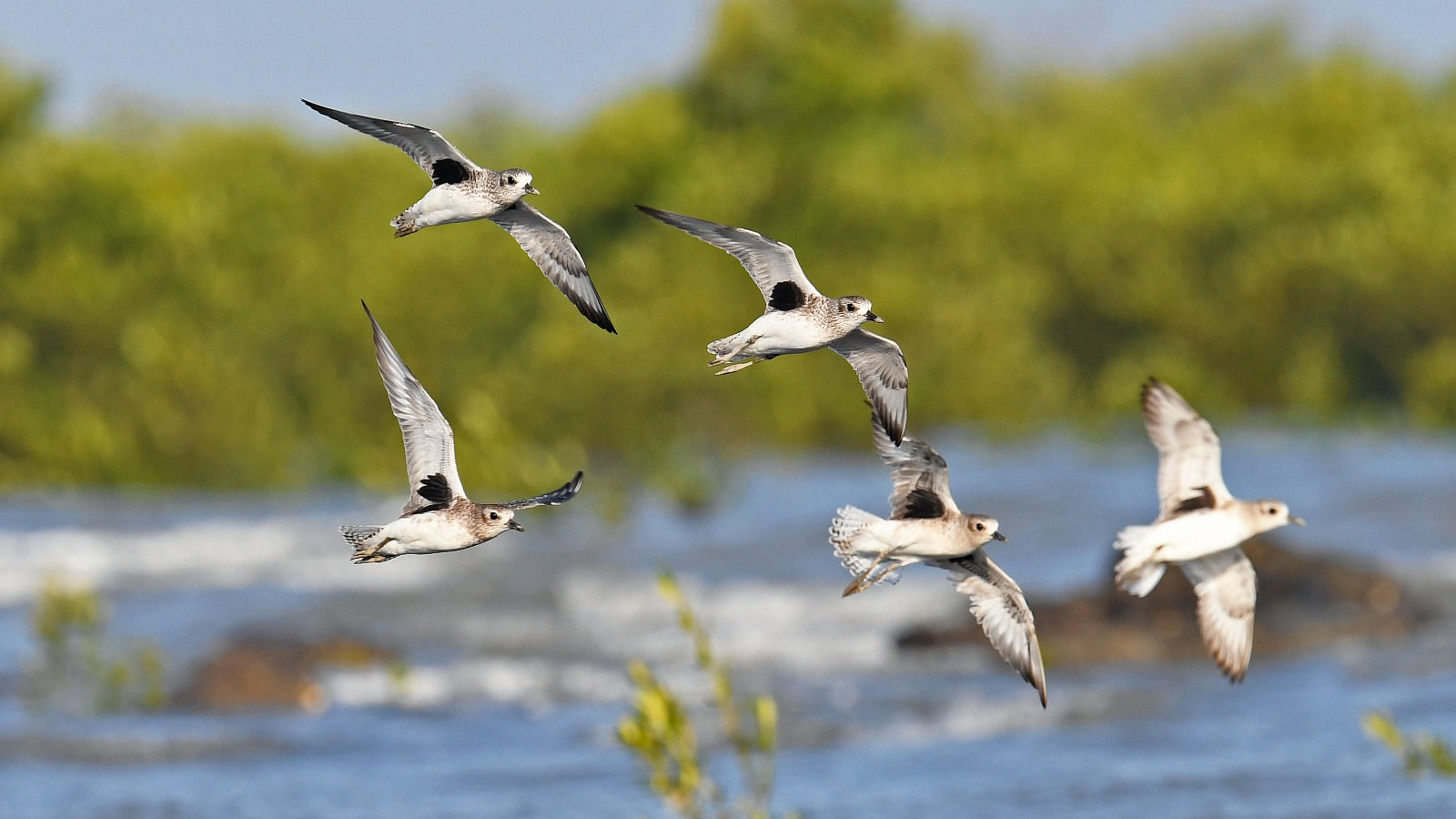 India’s 1st ‘Coastline-Waders Bird Census’ to begin in Gujarat