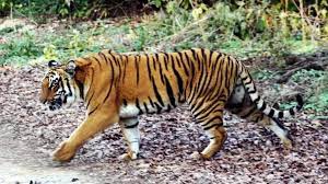 Ratapani declared as 8th Tiger Reserve of Madhya Pradesh