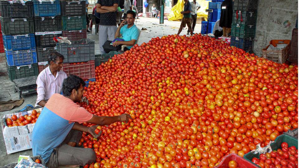 Tomato Prices Plunge to Rs 4 per Kg in Kurnool