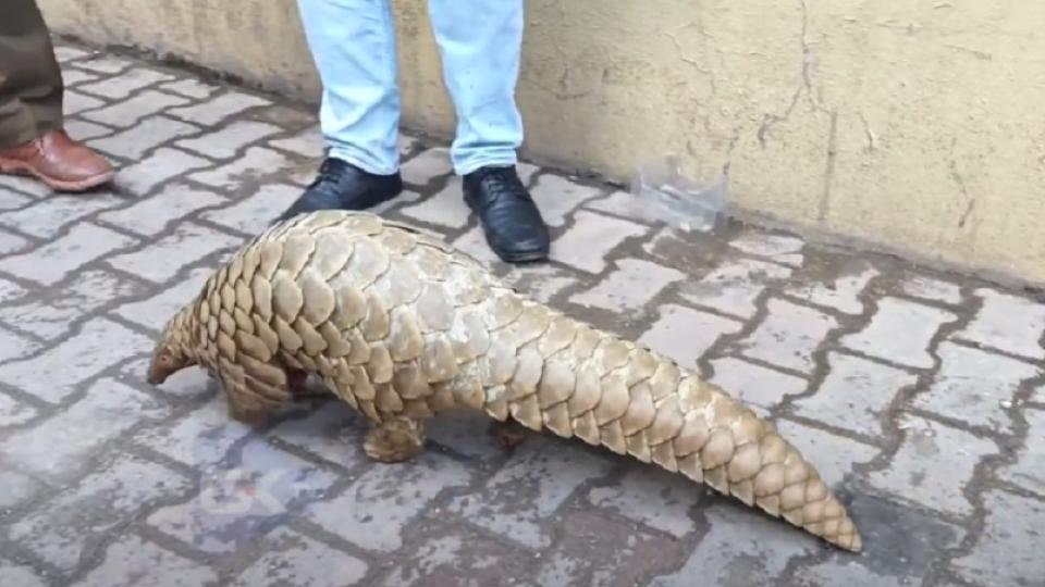 Rare Indian Pangolin rescued near LoC in Rajouri