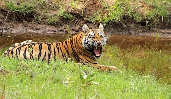 Madhav National Park in Shivpuri district declared as new Tiger Reserve