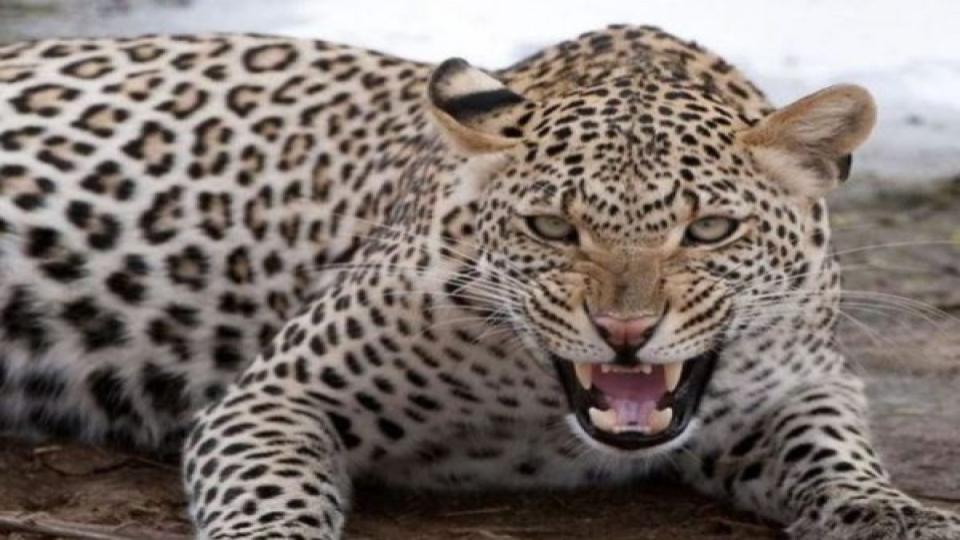 Four of family injured in Odisha leopard attack
