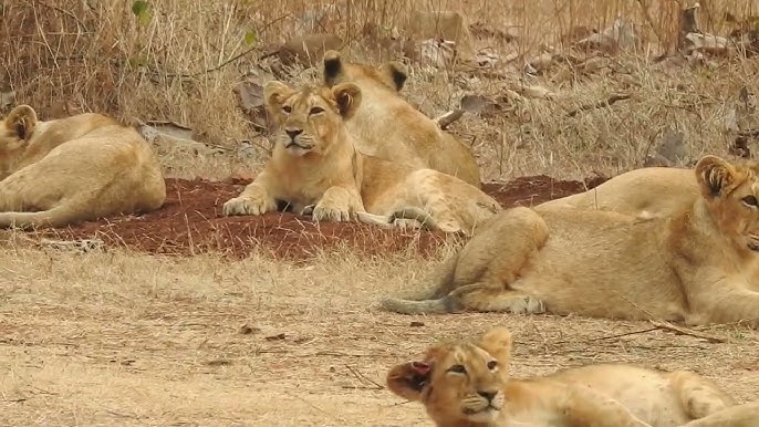 Madhya Pradesh receives Gir Lions from Gujarat 