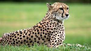 India to get new batch of cheetahs, awaits Kenya’s final approval