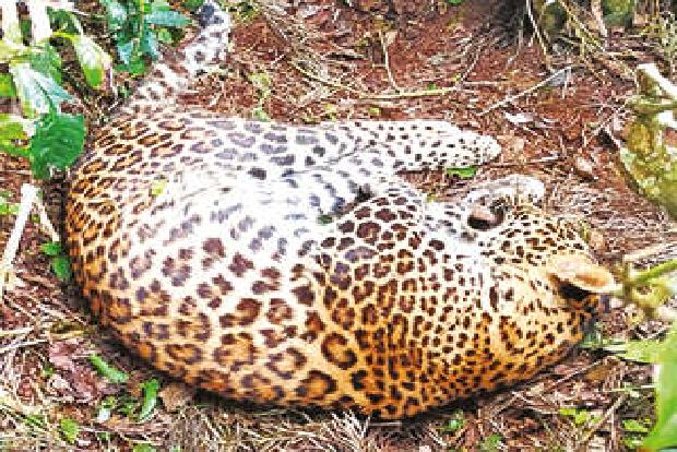 Leopard found dead in Srisailam