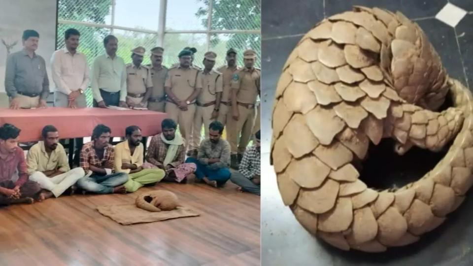 Four arrested as DRI seizes Pangolin in Andhra Pradesh