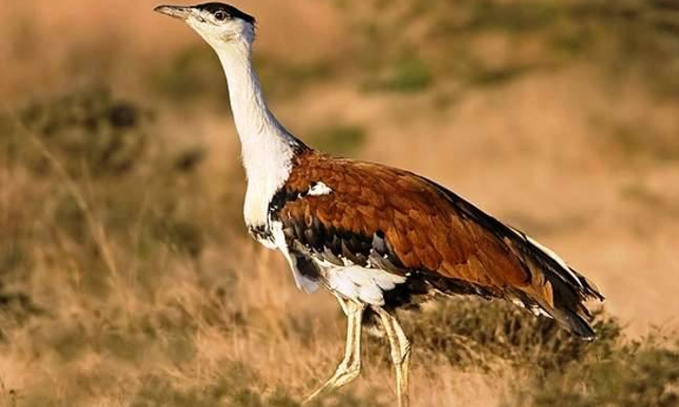 Bred Great Indian Bustard Chick of 2025 Hatched in Rajasthan