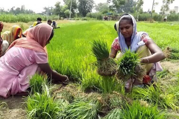 Telangana Govt to spend Rs 31,000 crore to waive off farmer loans up to Rs 2 lakh